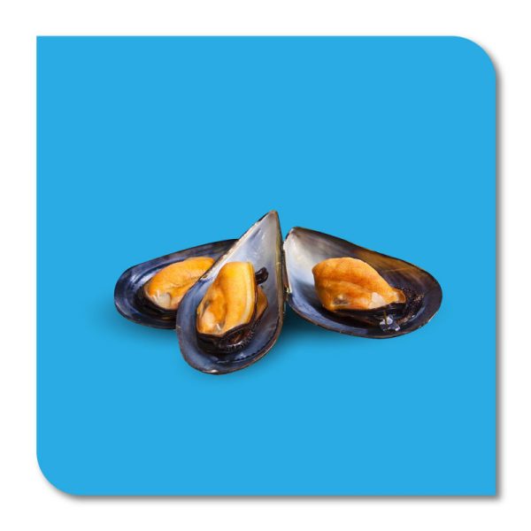 Cozze mezzo guscio cile - al kg